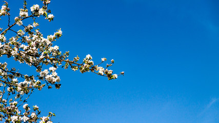 Branches of a fruit tree with white flowers with a blue sky in the background, sunny spring day in the garden in Oensel south Limburg in the Netherlands Holland, copy space of space for text