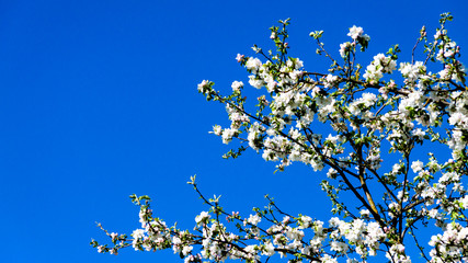 Branches of a fruit tree blooming with white flowers with a blue sky in the background, sunny spring day in the garden in Oensel south Limburg in the Netherlands Holland, space for text