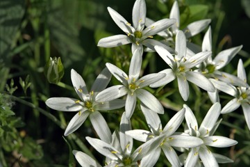  beautiful white flowers shot close-up with blurred background