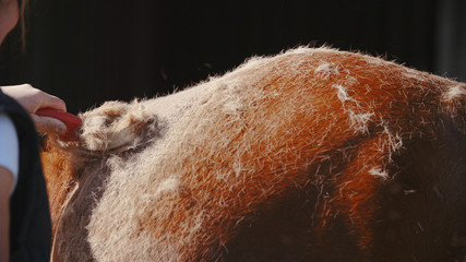 Shedding horse hair with brush