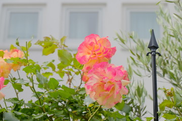 pink rose flower in garden
