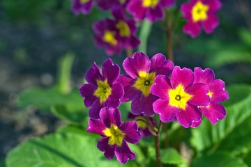 purple flowers in the sunlight, close-up, bokeh