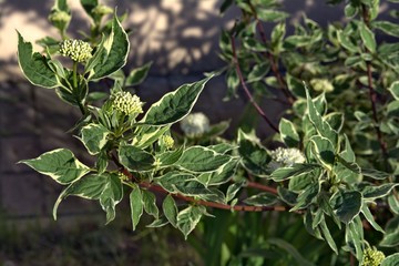  plant outside with unusual leaf coloring, stroke on the leaf edge