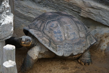 Galapagos Tortoise at Ueno Zoo, Tokyo