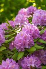 Pink rhododendrons in bloom (publik park Tiergarten in Berlin, Germany)