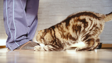 Cat attach the person slipper