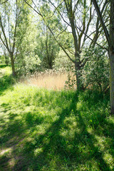 Sun light on reeds with tree shadows.