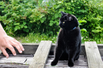 Black cat sitting on wooden table and looking at man's hand, outdoors