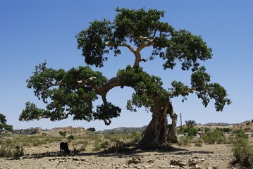 Segheneiti, Eritrea - 04/29/2019: Travelling around the vilages near Asmara . An amazing caption of the trees, mountains and some old typical houses with very hot climate in Eritrea.