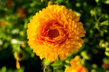 yellow flowers of calendula on the flower-bed
