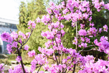 Obraz premium Many flowers of rhododendron bush.