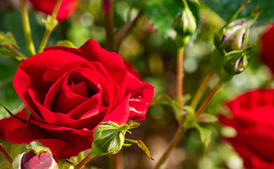 Blooming red roses in the garden background