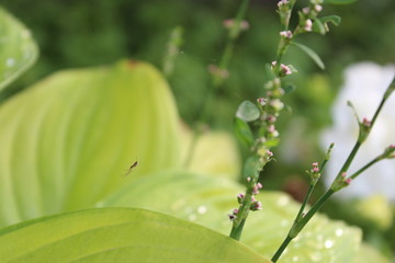 green leaf with water drops