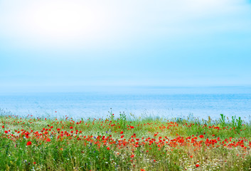 Red poppies field on sea background