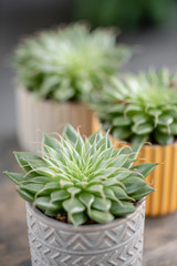 Cactus lover. Collection of three succulents in stylish ceramic pots on the wooden table. Minimalistic home interior with composition of cactus and succulents . Stylish concept of home garden.