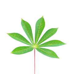 Green leaf on white background