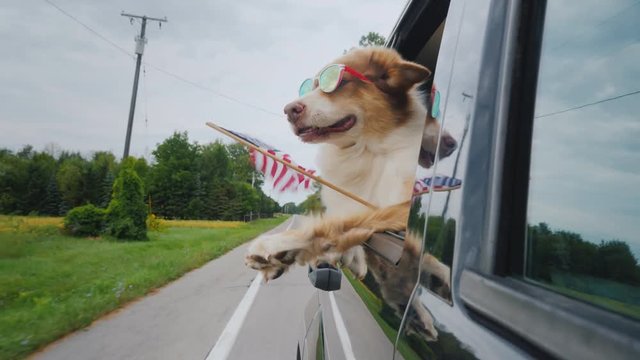 Cheerful dog in sunglasses with the flag of America in the paw. Independence Day Celebration in the USA