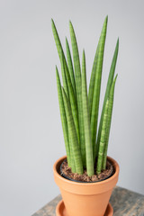 Sansevieria plants. Stylish green plant in ceramic pots on wooden vintage stand on background of gray wall. Modern room decor. sansevieria plants