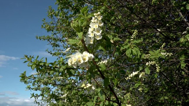 This batch contains several clips from the a sunny day in may in the scandinavian country of Norway. Sun in the trees. Flowers and trees are blooming. Waterfall and the seagulls play on the beach.