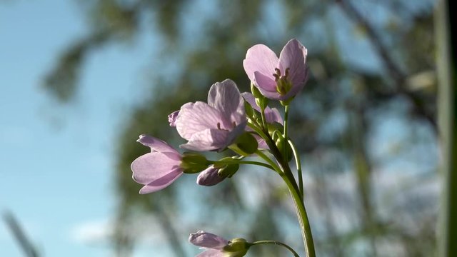 This batch contains several clips from the a sunny day in may in the scandinavian country of Norway. Sun in the trees. Flowers and trees are blooming. Waterfall and the seagulls play on the beach.