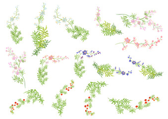 Set of delicate twigs: white, pink, blue flowers, buds, red berries, branches, stems, leaves on white background. Asparagus aethiopicus, vector botanical illustration for design, brushes ramule