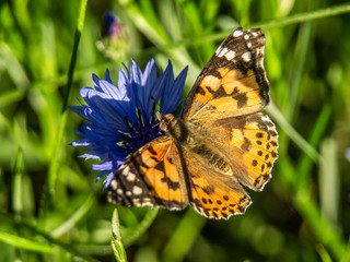motyl