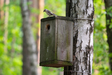 Bird sitting on a birdhouse in the spring forest