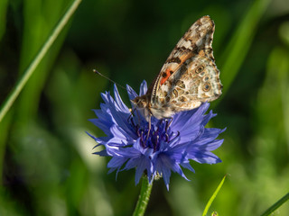 motyl