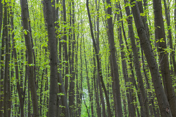 Fototapeta premium Fresh leaves on trees in the spring forest. Nature