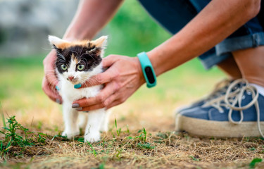 Little furry kitten with a girl's hands, outdoors