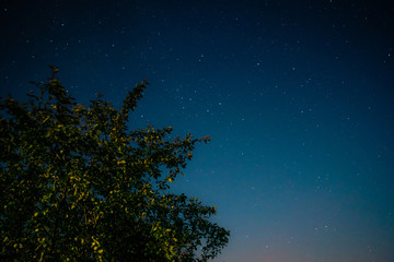 Wide green tree on the background of deep night sky and sparkling stars