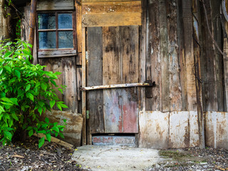 Old wooden building. A rotten shack with a door and a window. green Bush