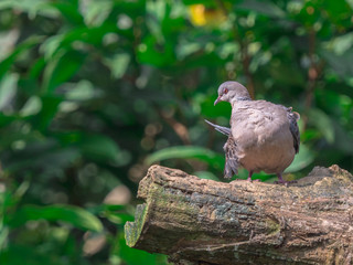 Closeup Oriental Turtle-Dove (Streptopelia orientalis) perching on a branch with green nature blurred background and copy space.