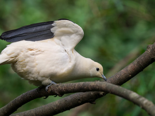 Closeup Pied Imperial-Pigeon (Ducula bicolor) perching on a branch with green nature blurred bokeh background.