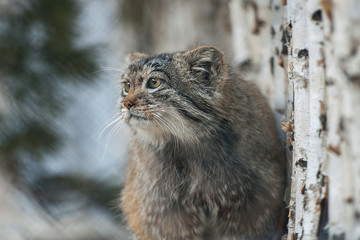 Fototapeta na wymiar Pallas's cat (Otocolobus manul). Manul is living in the grasslands and montane steppes of Central Asia. Cute furry adult manul on the branches of a tree