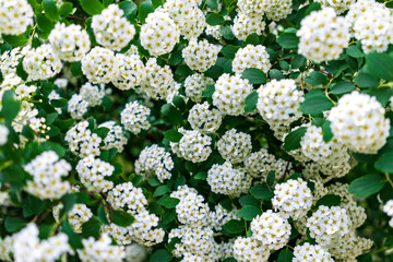 White flowers bloom in summer. Meadowsweet. Many small white flowers on bushes in the garden. White flowers background