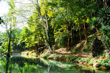 river in the forest environment, rainforest, woods, beautiful, leaf, pond, foliage, outdoor, season