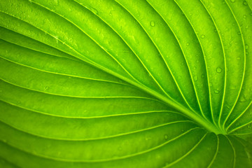Green leaf close up natural background