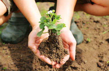 strawberry with blossom in the garden