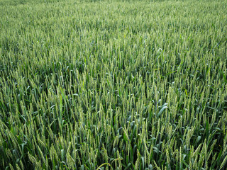 Large green field of unripe barley. Extensive rural land