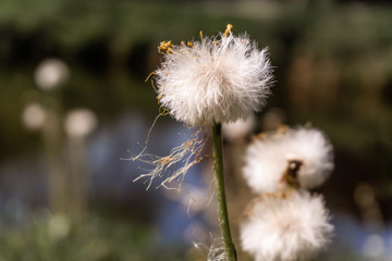 Soft seed balls of a composite flower