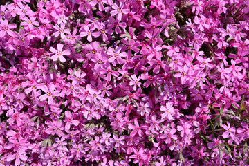 Fototapeta premium Background of pink flowers (Phlox) in spring