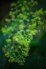 green leaf background