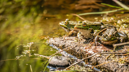 Three green frogs on a rock in the water