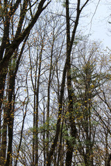 spooky leaning trees