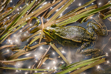 Green frog in shallow water