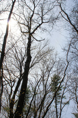 trees in winter