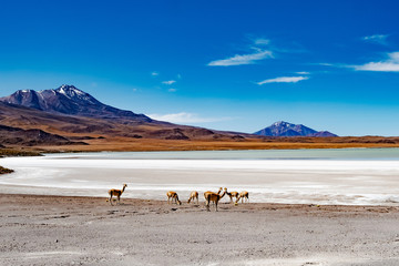 Fototapeta na wymiar Summer Wide mountain Bolivian landscape with guanacos