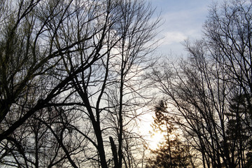 silhouette of tree with blue sky in background