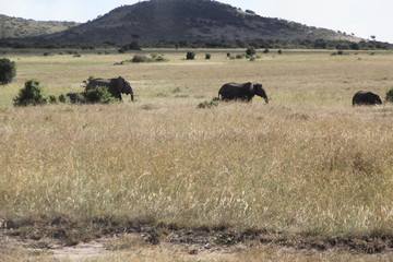 Elephants in a Kenya Game Park
